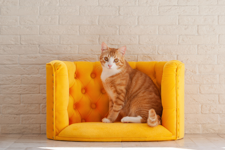 2-Os melhores aspiradores para limpar pelos de gato em casa.jpg