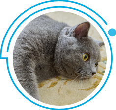 saiba-como-a-lavagem-regular-de-tapetes-ajuda-a-prevenir-alergias-e-doencas-respiratorias-rainbow-pelo-animais.jpg